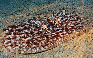 Costa Teguise reef