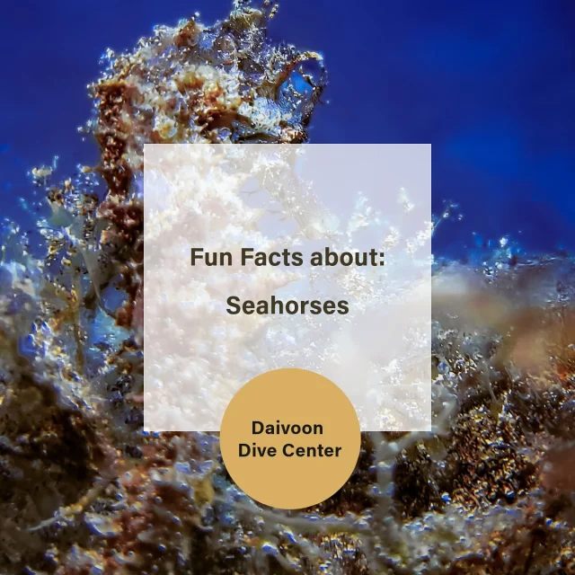 One of our favourite creatures to see here in Lanzarote are Seahorses! #daivoondiving #wearessi #scubadiving #scubagram #underwaterphotography #divinglanzarote #tauchenlanzarote #buceolanzarote #seahorse #fununderwater